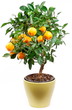 Small tangerines tree