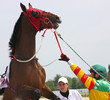 Naughty horse.