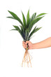 Hand hold young oil palm tree exposing root