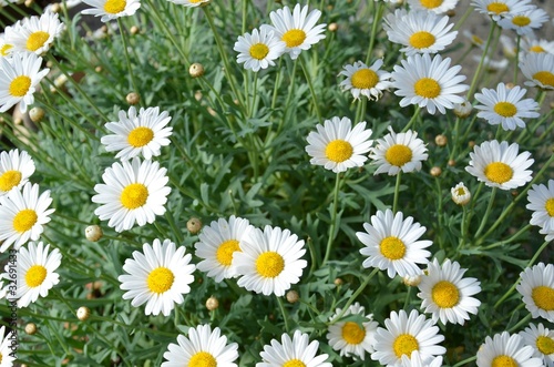 Foto: Margeriten Margeriten