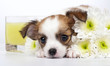 Chihuahua puppy with chrysanthemums and yellow ​​candle