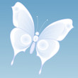 schmetterling