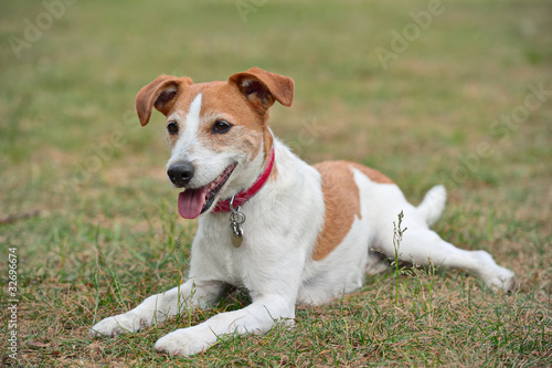 Photo: Parson Jack Russell Terrier resting on the grass Parson Jack Russell Terrier resting on the grass