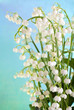 Muguet.