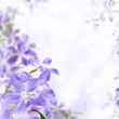 flowers blue