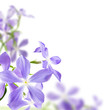 flowers blue