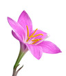 Zephyranthes