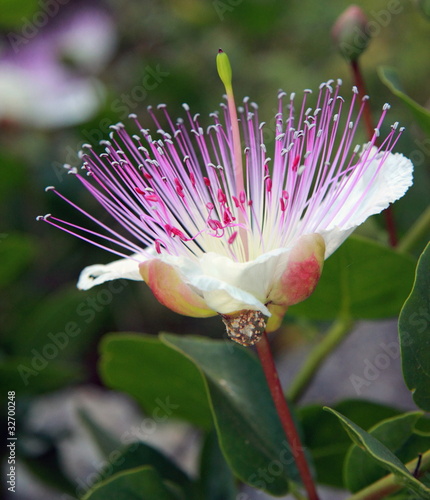 Foto: Fiore del cappero Fiore del cappero