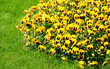 Pansy flowers Pansy flowers