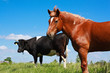 horse and cow