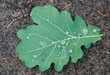 Waterdrops on leaf of Oak (Quercus robur)