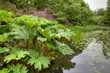 Gunnera Manicata by the lake in Tatton Park, Cheshire Gunnera Manicata by the lake in Tatton Park, Cheshire
