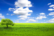 Field