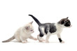 jeu de chatons