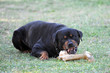 rottweiler agressif et son os rottweiler agressif et son os