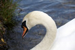 Mute Swan