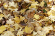 Autumn leaves