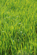 Wheat