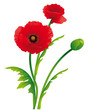 Poppy floral background