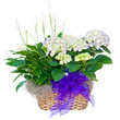 Hydrangea and peace lily flower arrangement Hydrangea and peace lily flower arrangement