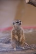 Mangouste suricate Mangouste suricate