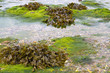 Braunalge (Brown algae fucus) Braunalge (Brown algae fucus)