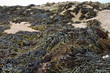 Braunalge (Brown algae fucus)