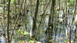 Swamp