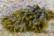 Braunalge (Brown algae fucus) Braunalge (Brown algae fucus)