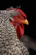 Huhn