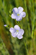 belle fleur de lin