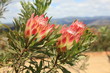 Königsprotea Protea cynaroides