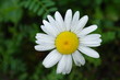 Photo: Daisy Daisy