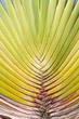 Close Up Of Big Palm Tree Leaf