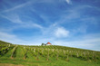 Vineyard in Spring. Škalce, Slovenia Vineyard in Spring. Škalce, Slovenia