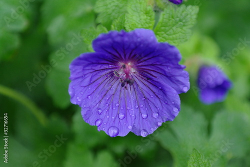 Photo: Hardy geranium Hardy geranium