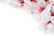 Kirschblüte