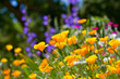 Printemps au jardin A Printemps au jardin A
