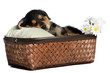 Sleeping Puppy