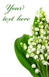 lily background