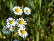 Kamillenblüten