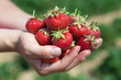 Fresh picked strawberries