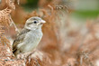 The lonely sparrow