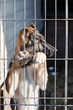 puppy in the dog pound