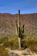 Cereus giganteus Saguaro cactus