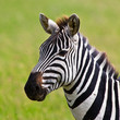Zebra in the Serengeti National Park, Tanzania