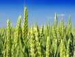 green wheat field green wheat field