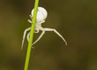 Misumena vatia