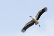 Storch im Flug