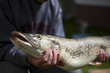 huge pike huge pike